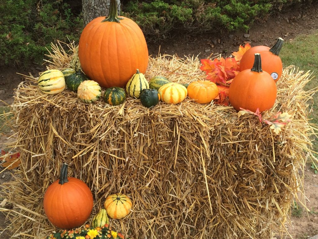 Cole Harbour Harvest Festival IMG_1694-0.JPG