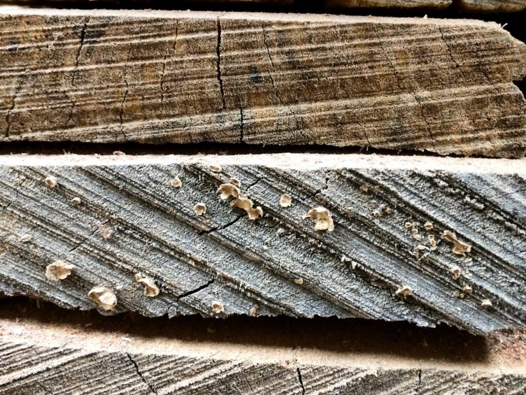 The Beauty Of Wood IMG_3855.JPG