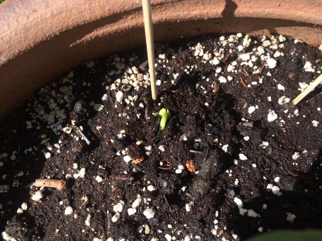 Bean Up! IMG_4547.JPG