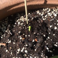 Bean Up! IMG_4547.JPG