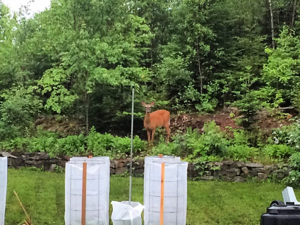 Early Morning Visitor IMG_4779.JPG