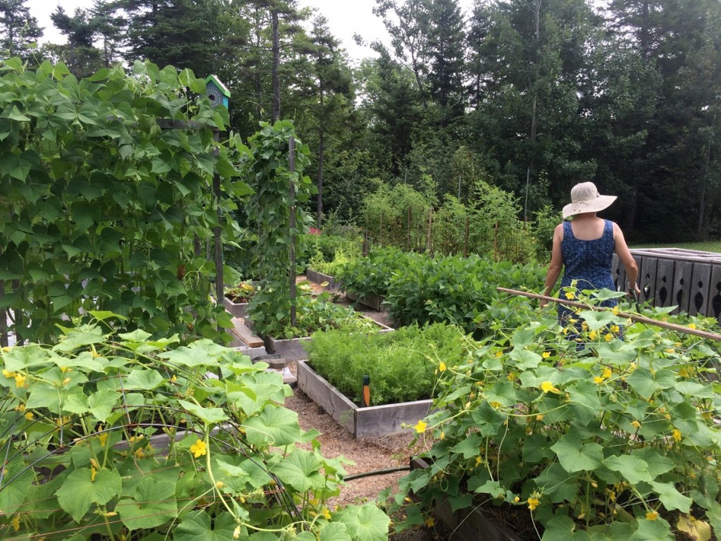 The Late August Garden late August