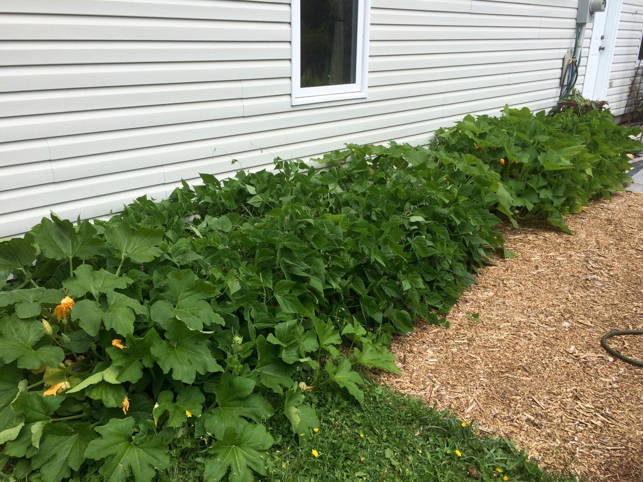 Summer Squash plants