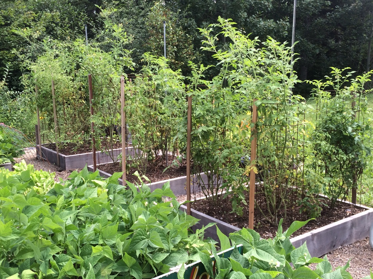 tomato plants