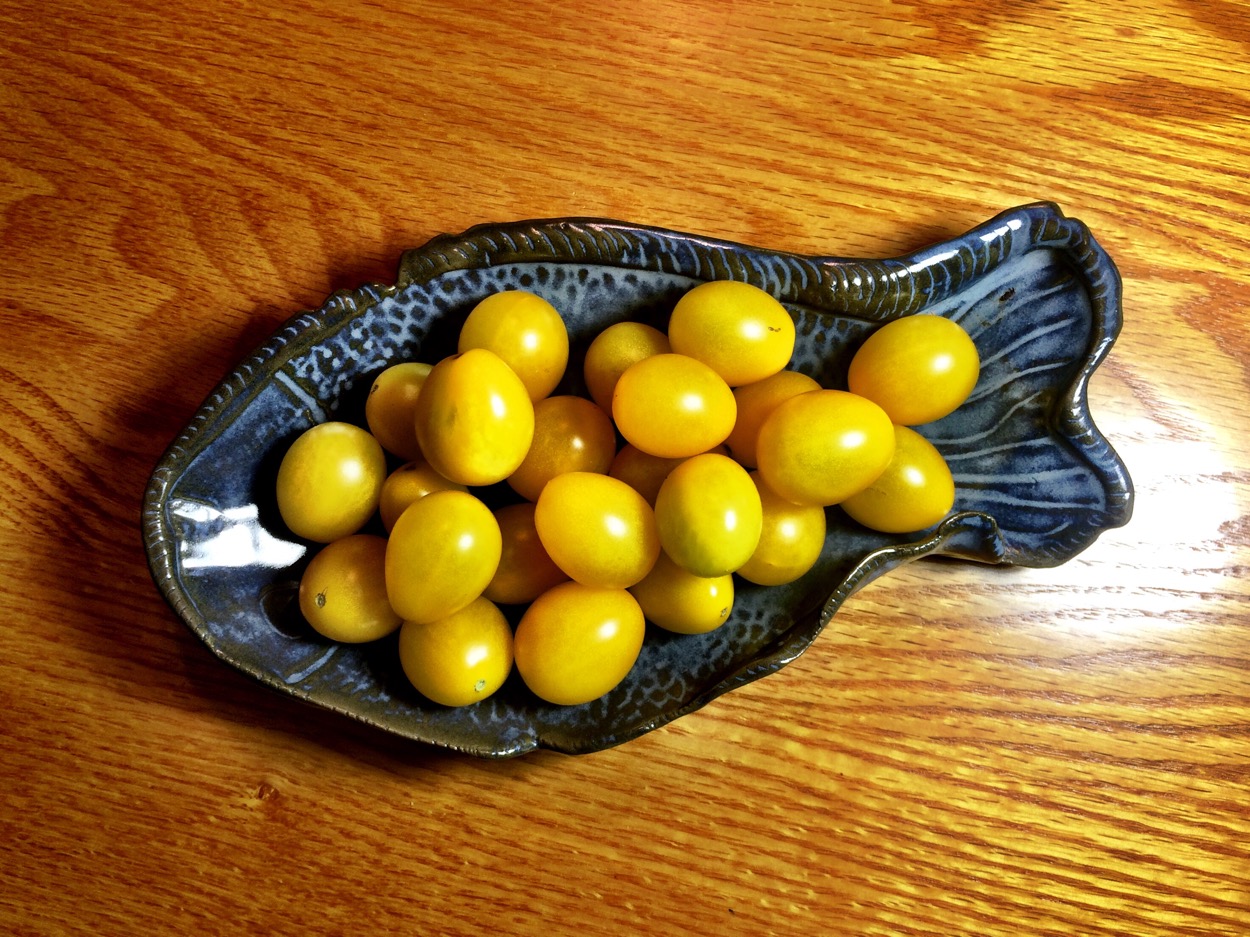 Sunshine Yellow Tomatoes