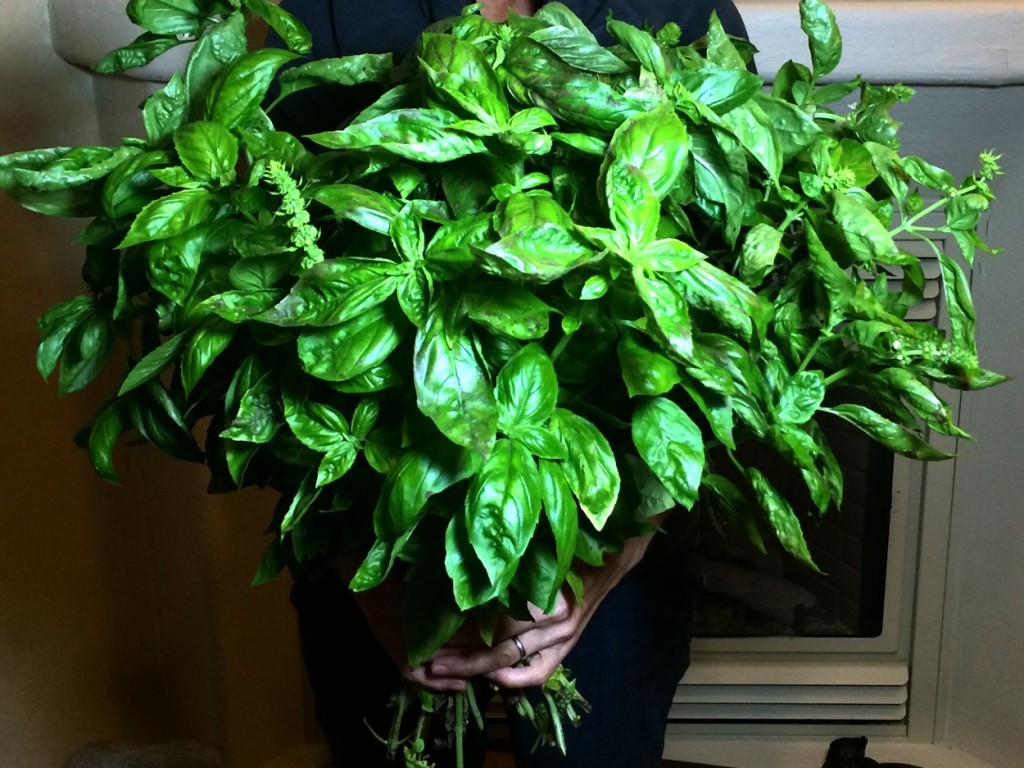 Sweet, Sweet Basil IMG_6123.JPG