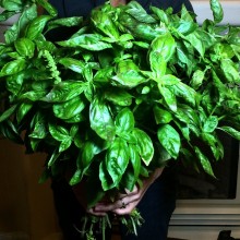 Sweet, Sweet Basil IMG_6123.JPG