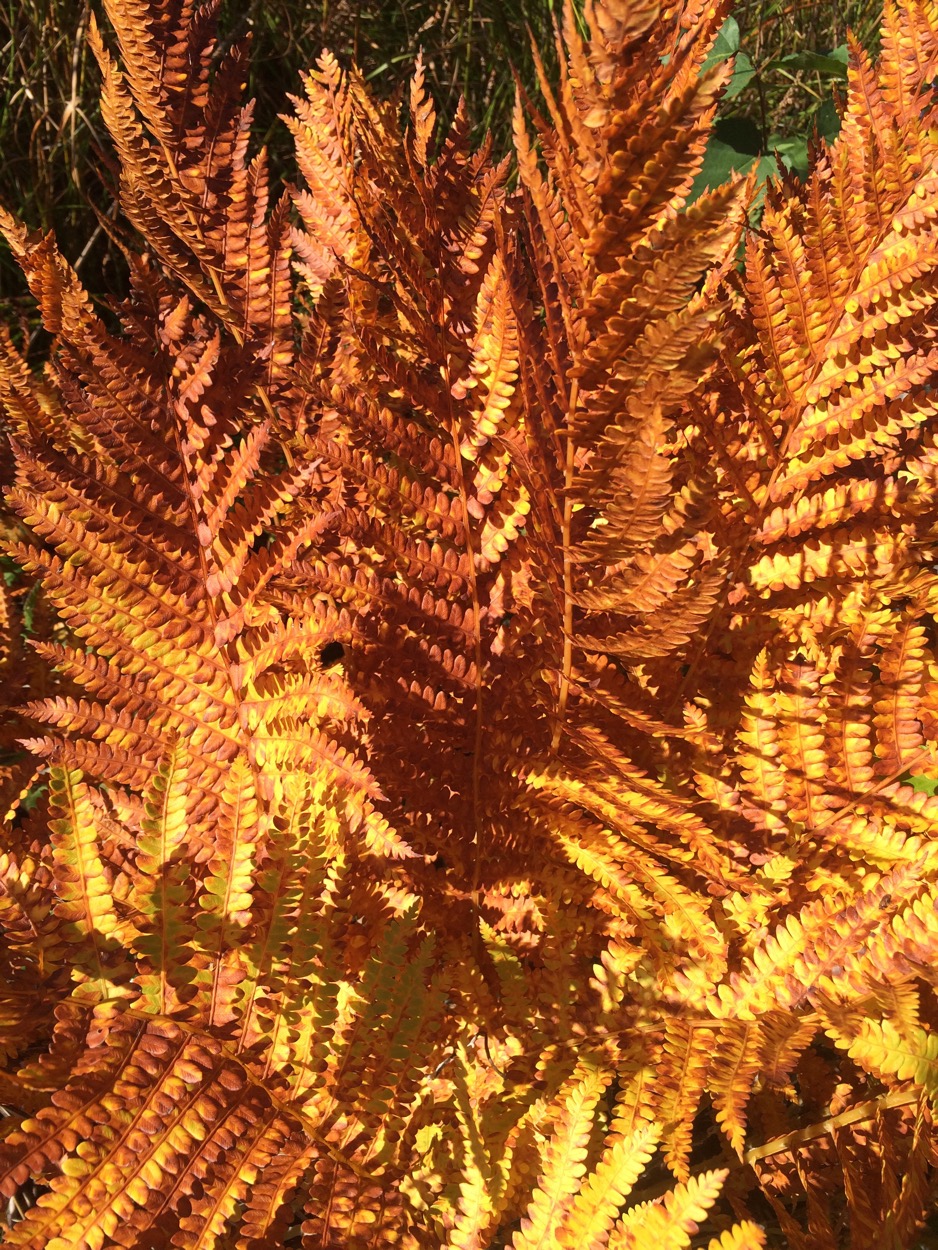 rust coloured ferns