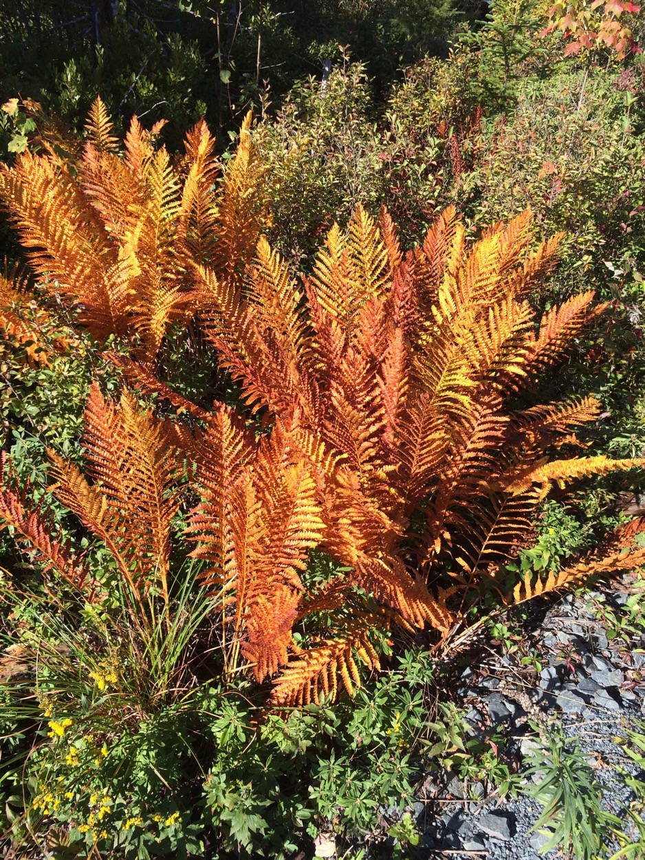 cinnamon ferns