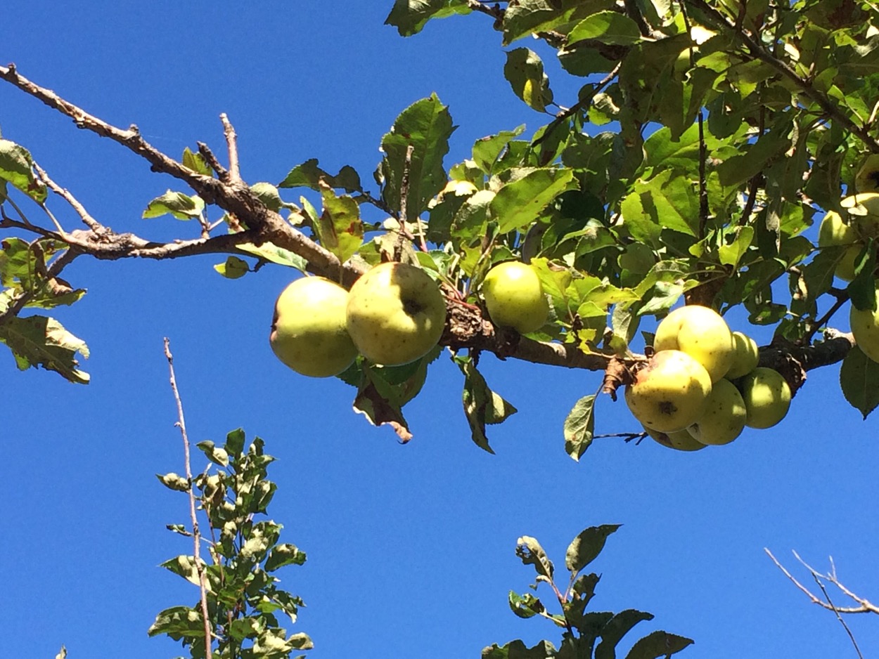 Costley Farm Trailapple tree