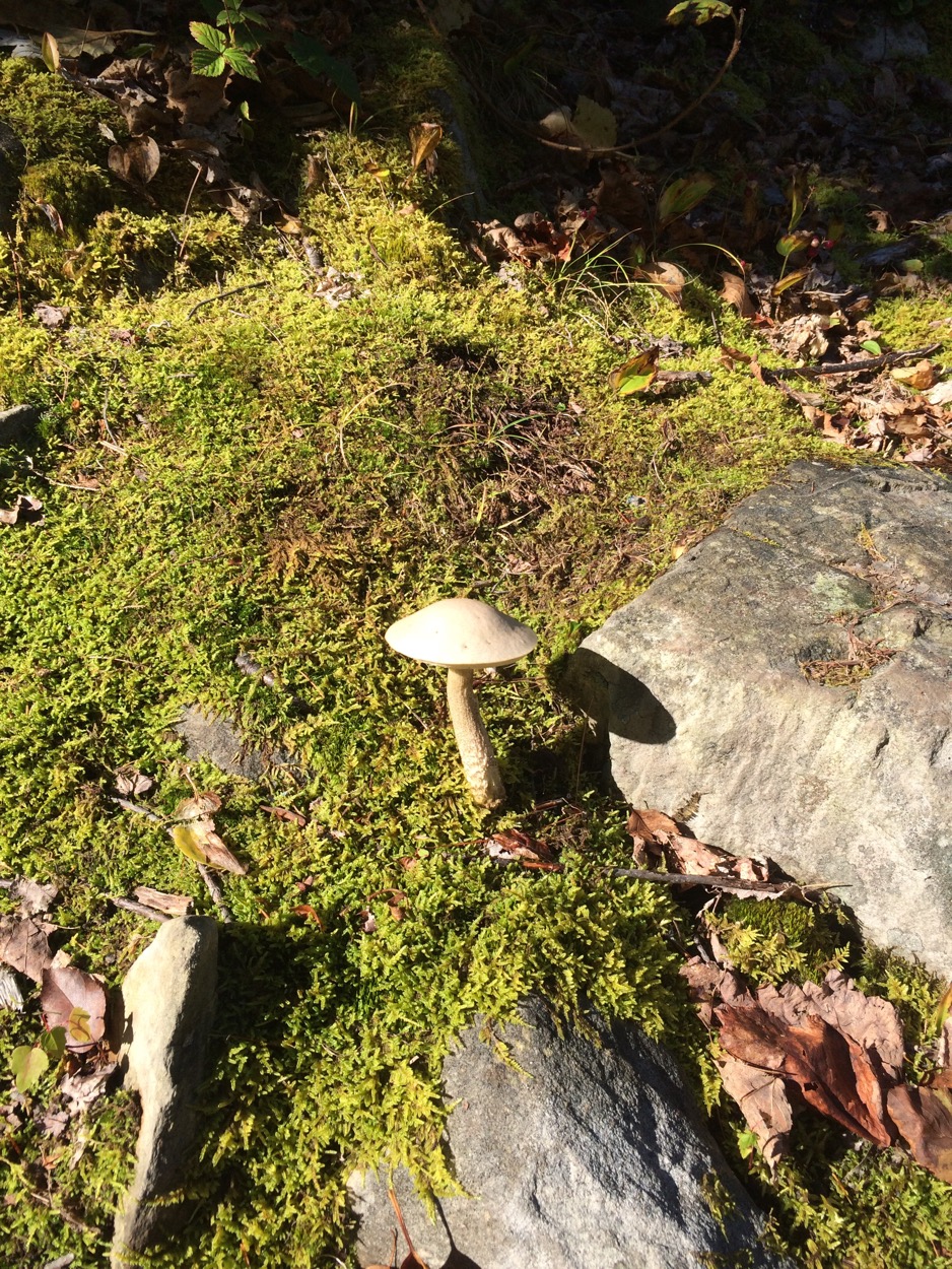 Costley Farm Trail mushroom