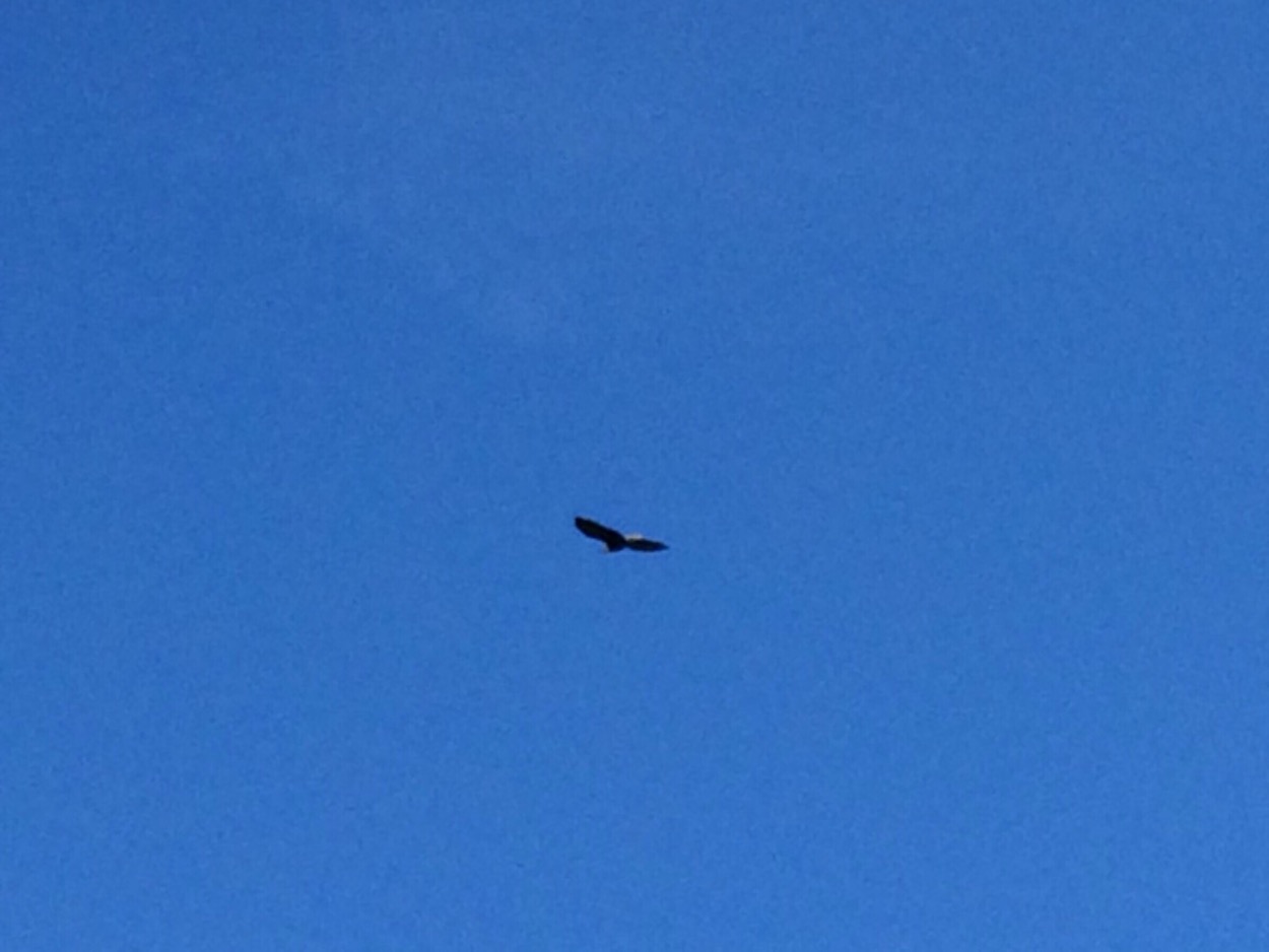 eagle siting