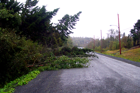 The Lingering Effects Of Hurricane Juan