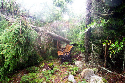 The Lingering Effects Of Hurricane Juan