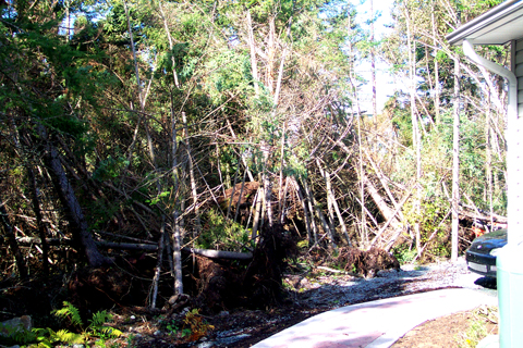 The Lingering Effects Of Hurricane Juan