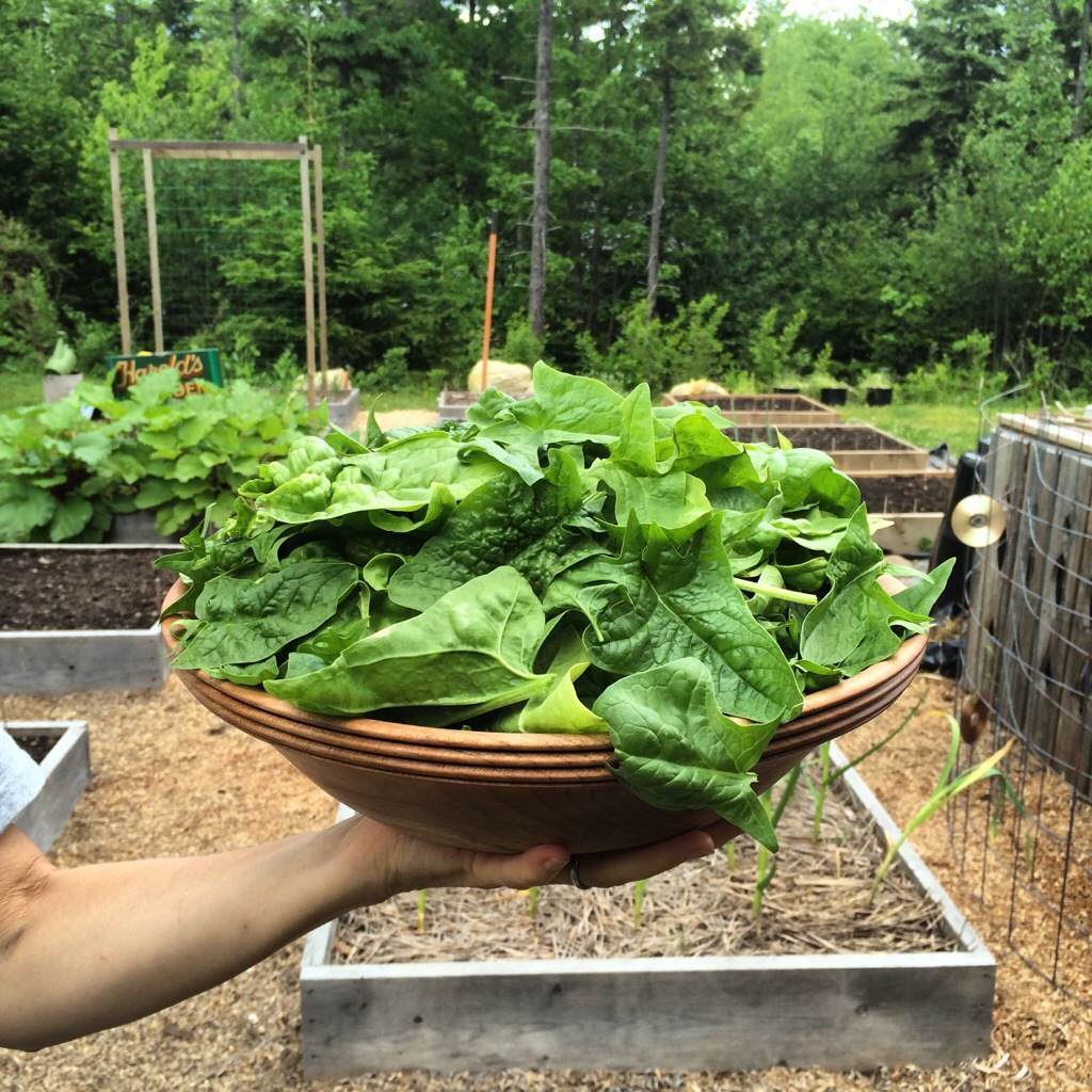 Our Winter Spinach Ravenview