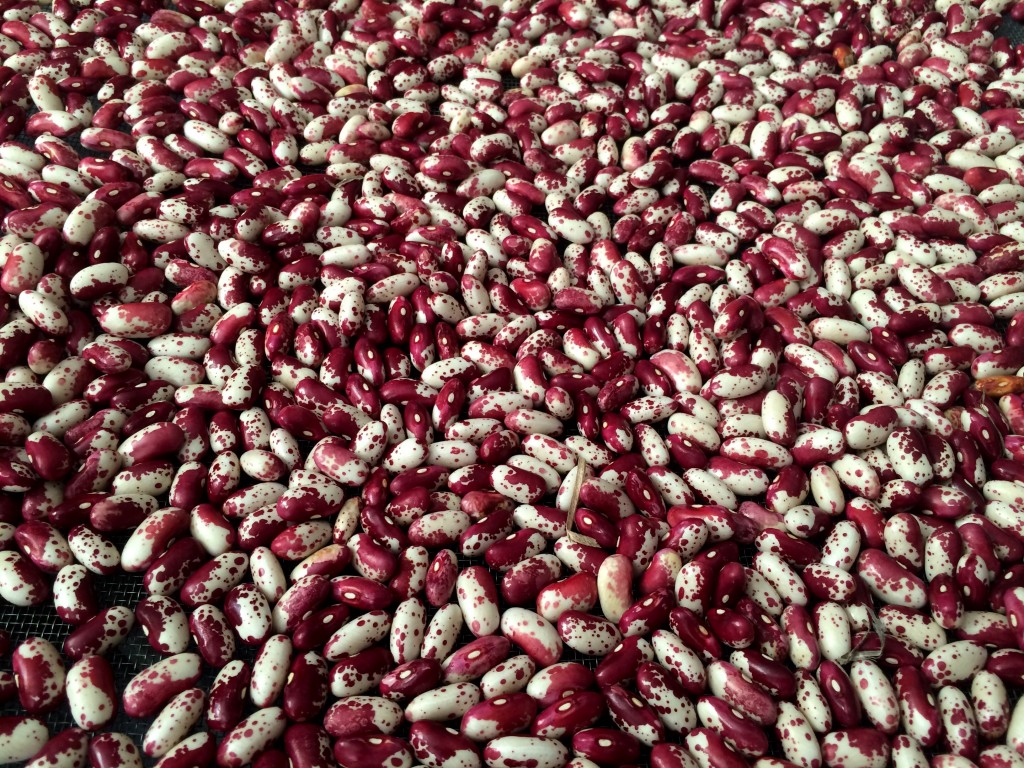 Jacob’s Cattle Beans
