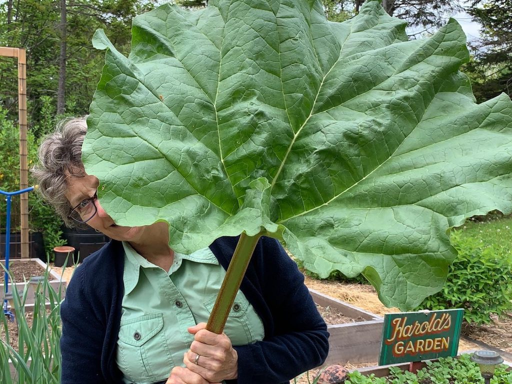 Colossal Crop Of Rhubarb Rhubarb - 6-7-2020 - 01