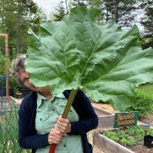 Colossal Crop Of Rhubarb Rhubarb - 6-7-2020 - 01