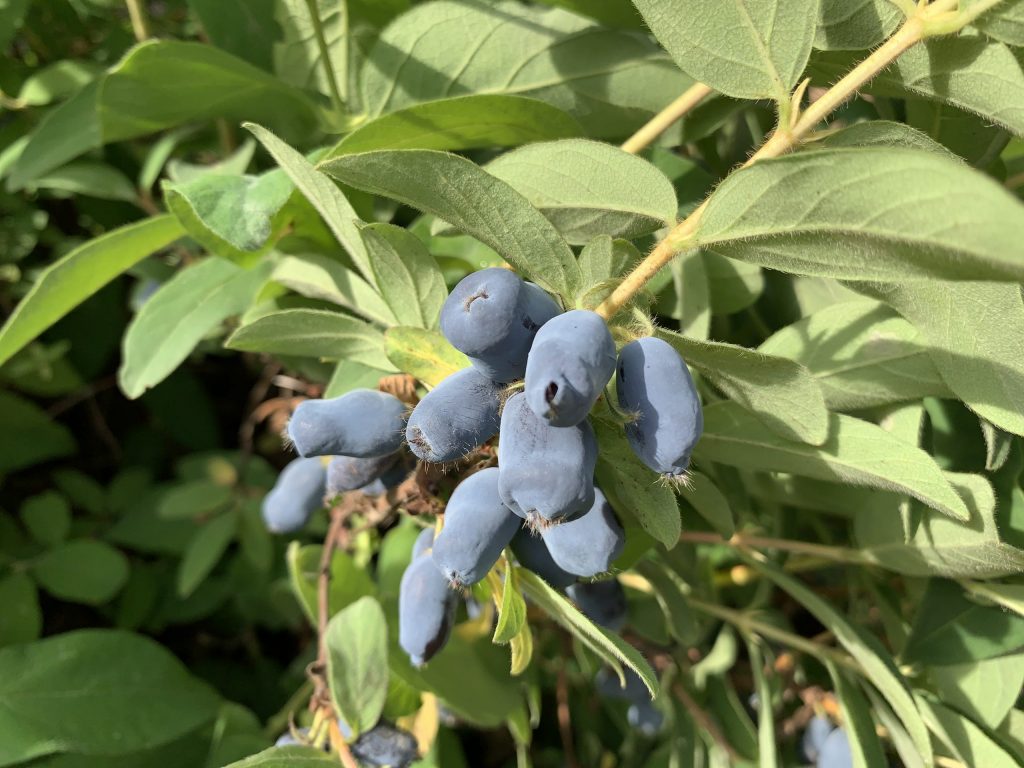 Huge Haskap Harvest! 2020-07-01 17.06.53